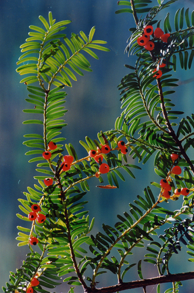 红豆杉   Taxus chinensis (Pilger) Rehd..jpg